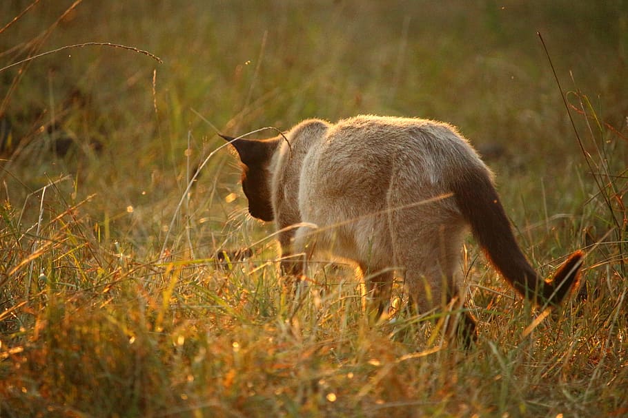 Siamese Cat, mieze, breed cat, grass, sun, evening light, one animal HD wallpaper