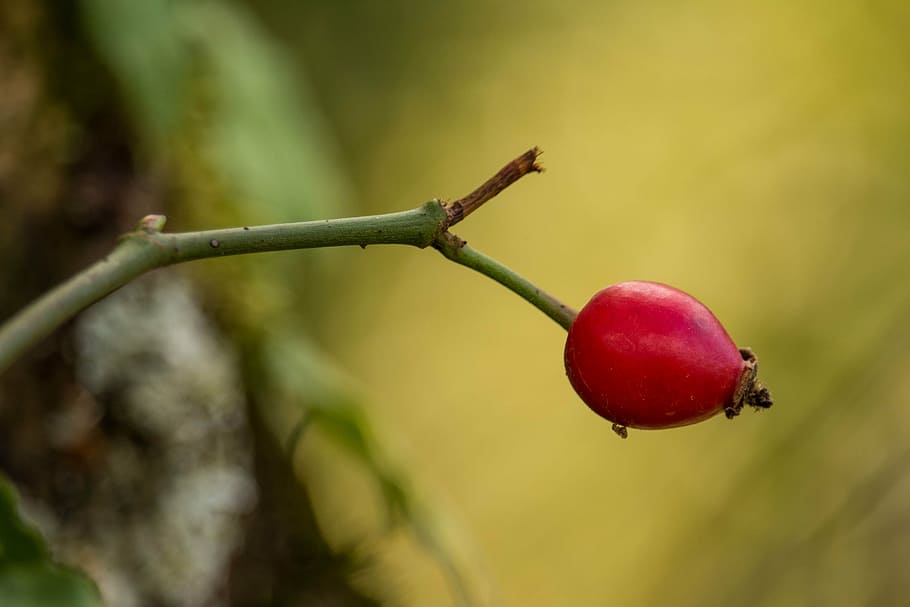 rose hip, red, orange, close, nature, autumn, fruit, autumn fruits HD wallpaper