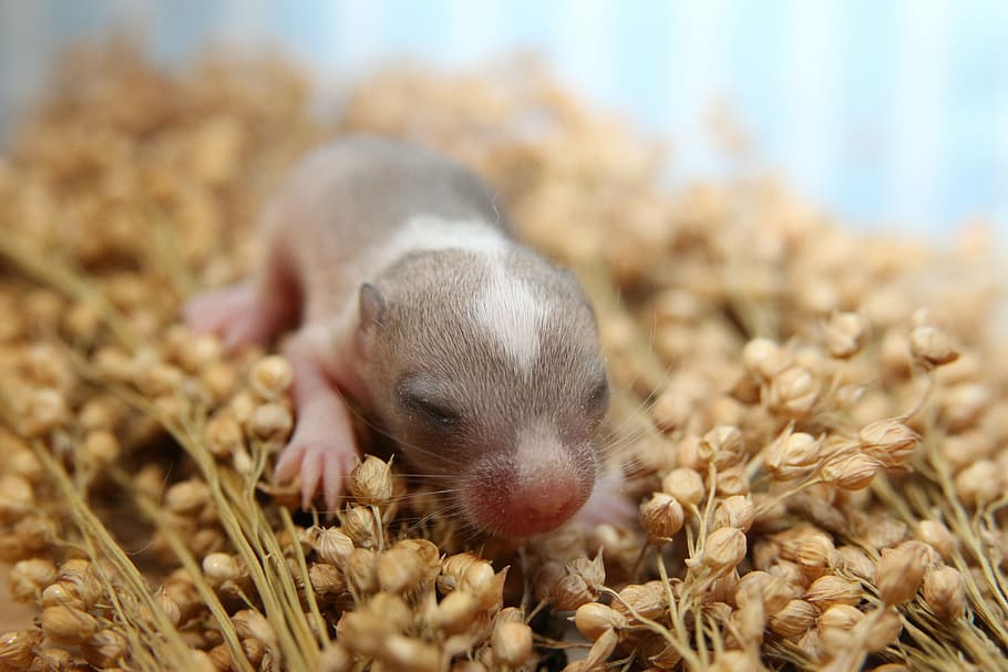 mouse, racing mouse, gerbil, mongolian gerbils, mice, animals HD wallpaper