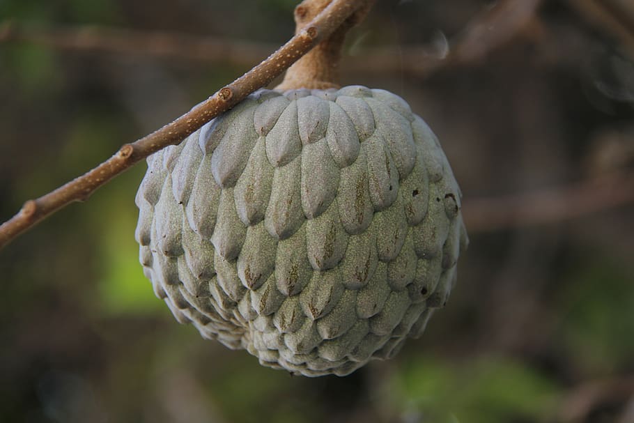 fruta-do-conde, cone, fruit, focus on foreground, close-up HD wallpaper