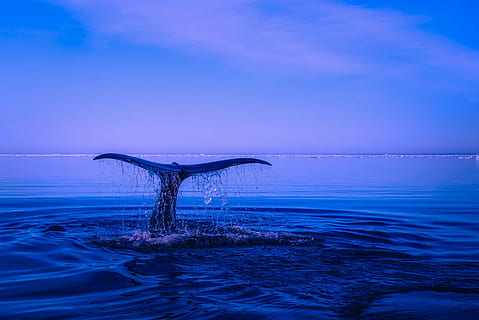 blue whales jumping out of water wallpaper