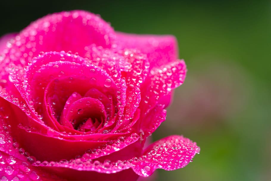 rose, red, dew, blossom, bloom, romance, flower, flowering plant HD wallpaper