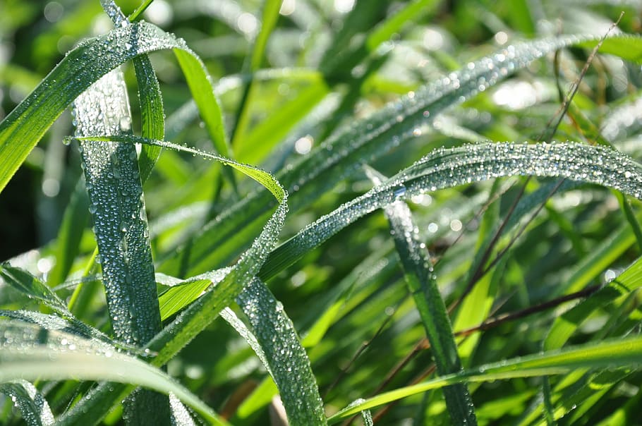 grass, dew, dew drop, leaf, nature, sun, freshness, green Color HD wallpaper