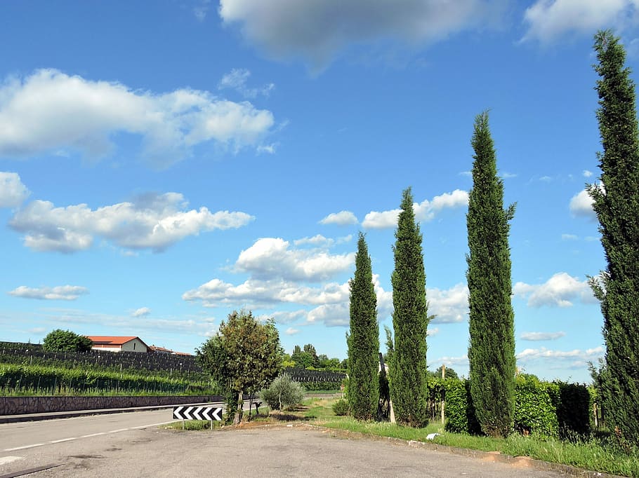 Cypress Trees, Cloud, Nature, sky, green, road, cloud - sky HD wallpaper