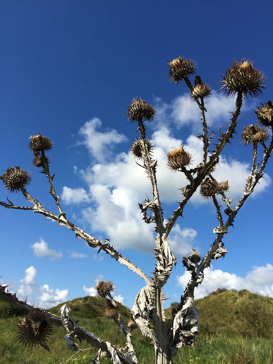 Thistle, Blue, Air, Heaven, against, plant, nature, tree, sky HD wallpaper