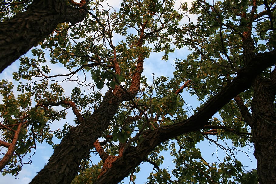 tree, japanese raisin, trunks, branches, weaving, strong, thick HD wallpaper