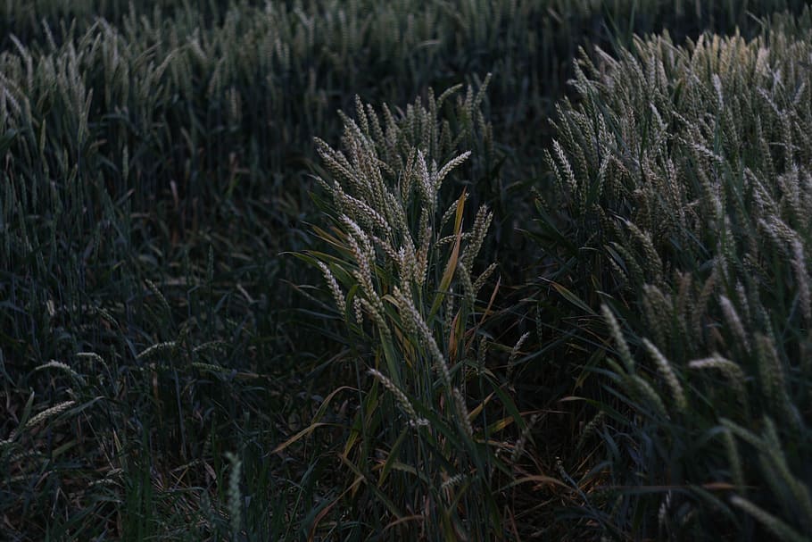 corn, fief, aftermath, growth, plant, nature, no people, beauty in nature HD wallpaper