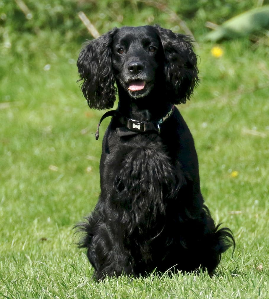 cocker spaniel, dog, pet, working cocker, gun dog, canine, pets HD wallpaper