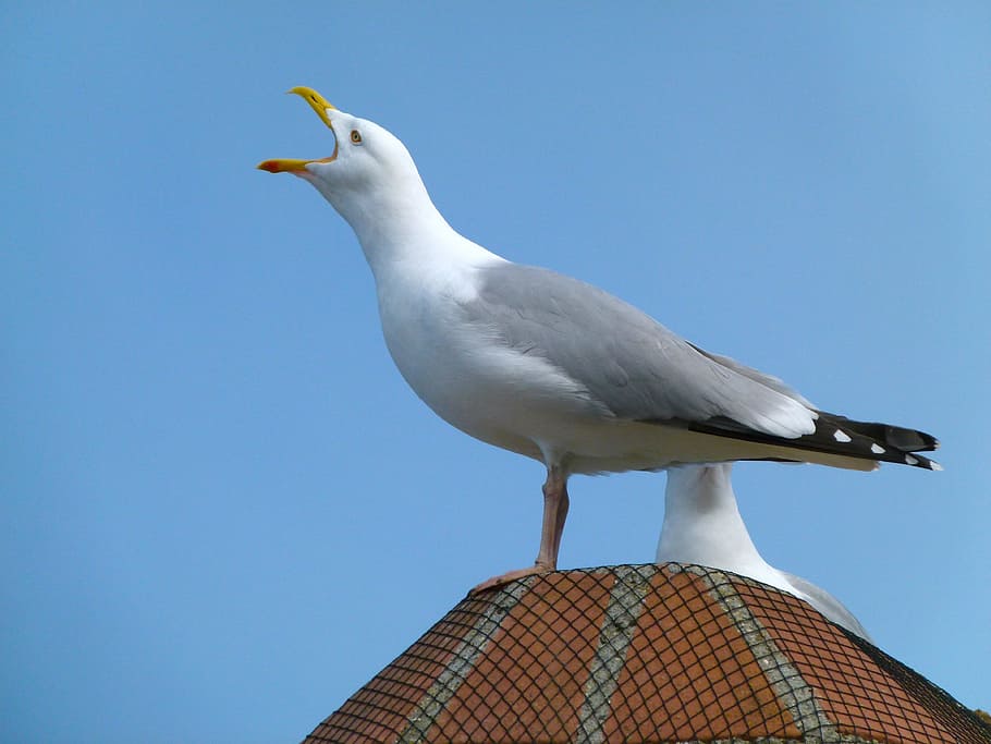sea gull, bird, sky, clouds, building, on top, macro, close-up HD wallpaper