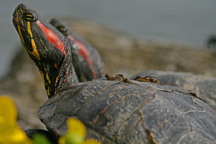 turtle, red-eared slider, water turtle, reptile, animal themes HD wallpaper