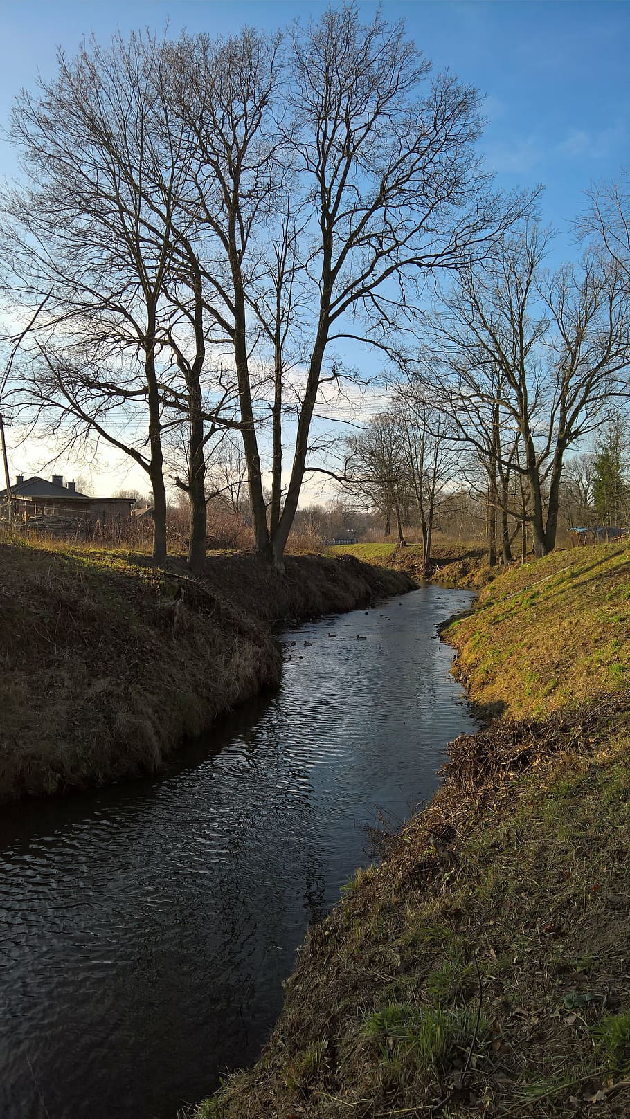 the brook, tree, river, poland, autumn, water, plant, bare tree HD wallpaper