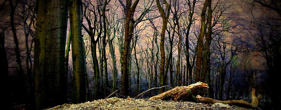 Forest, Plant, Tree, green, into the woods, one animal, animals in the wild HD wallpaper