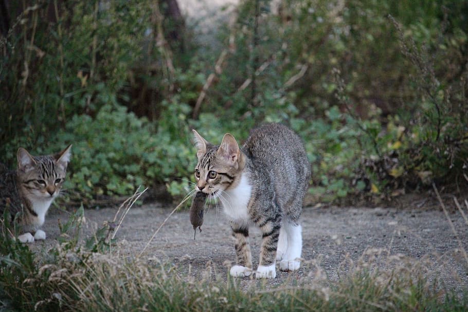 Hd Wallpaper: Silver Tabby Cat Carrying Mouse By Mouth, Mousehunt Film 