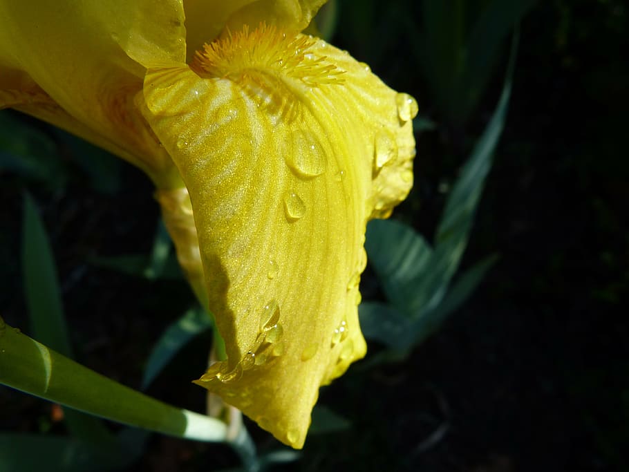 flower, macro, yellow iris, dew drop, garden, light and shade HD wallpaper
