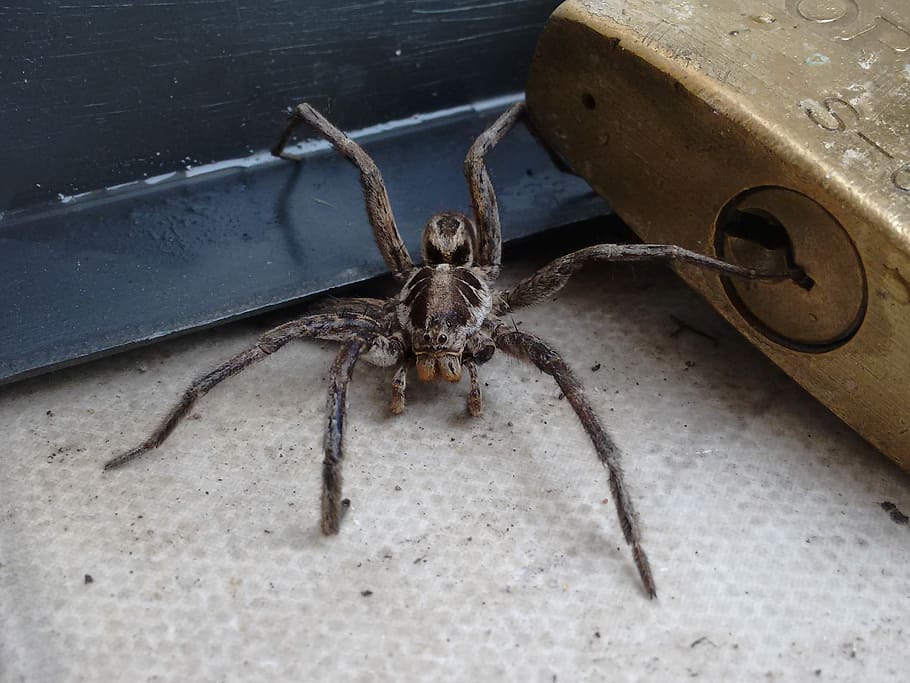 Spider, Arachnid, Insect, queliferas, great, dangerous nature HD wallpaper