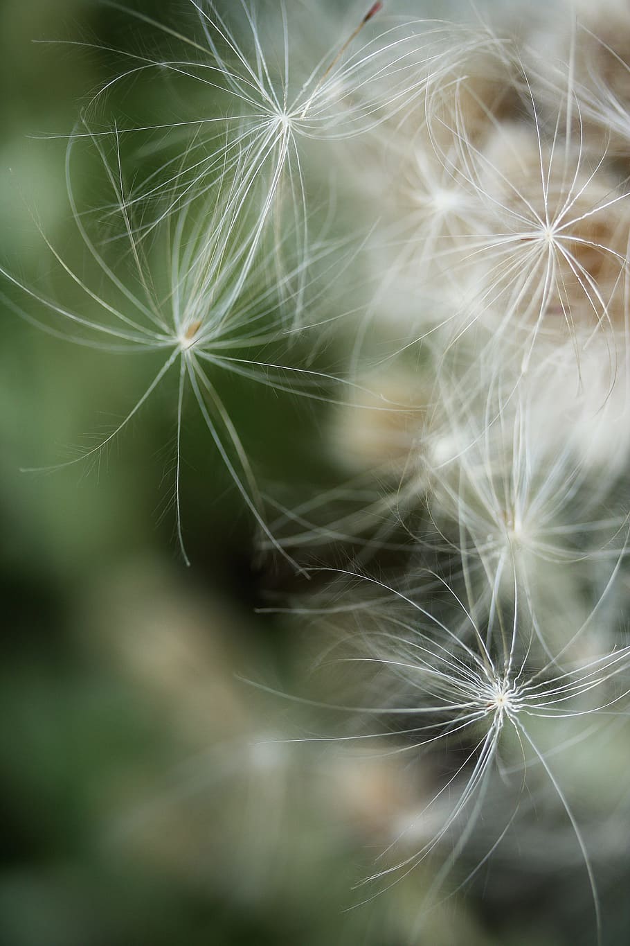 flower, dea, plant, texture, nature, macro, beautiful, flowers HD wallpaper