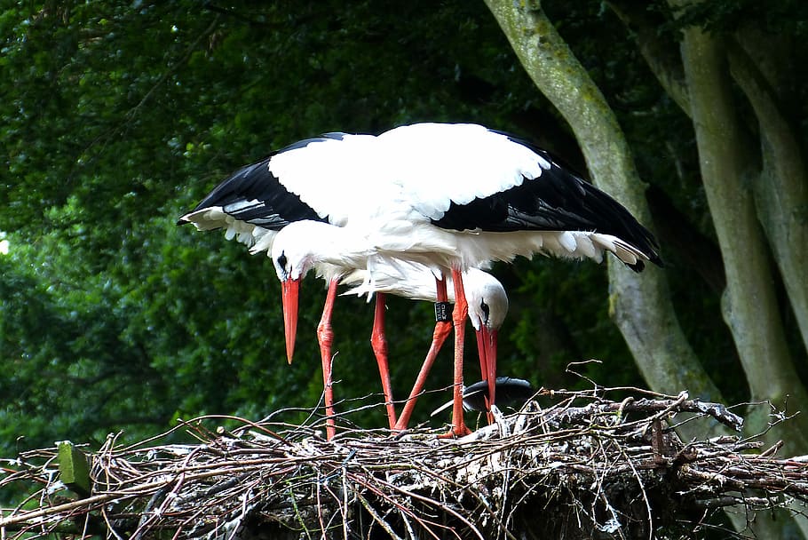 Storks, Nest, Rearing, Föhr, Nature, bird, resting place, bill, HD wallpaper