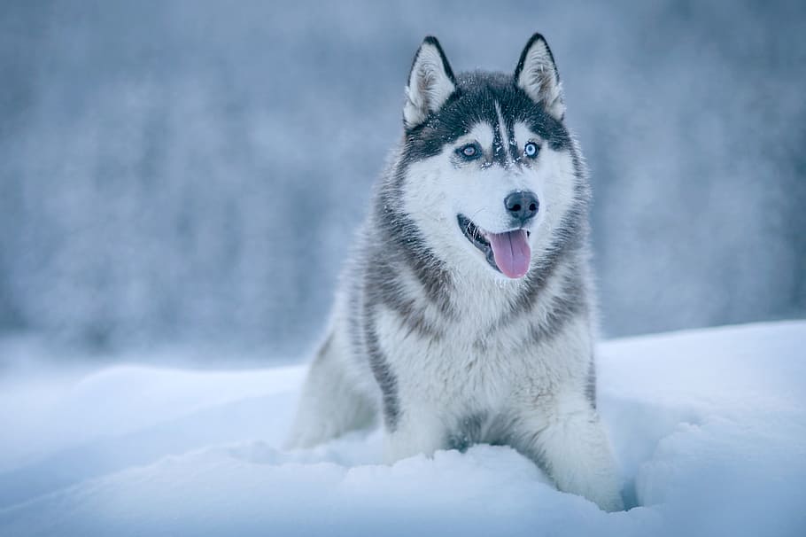 Alaskan Malamute walking on snow field, close up photo of Syberian Husky, HD wallpaper
