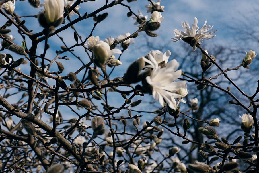 Magnolia, nature, tree, branch, winter, outdoors, plant, season HD wallpaper
