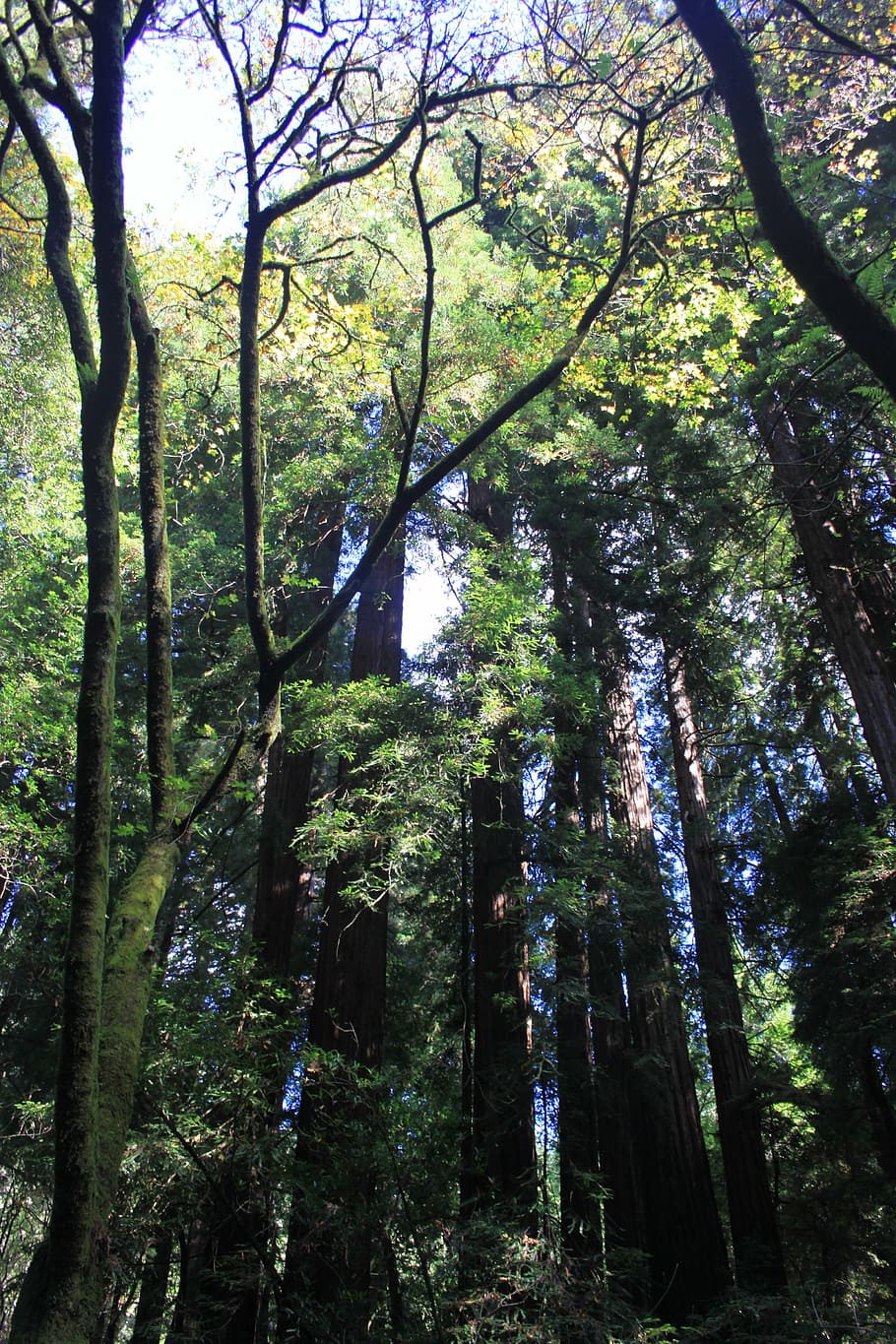 muir, wood, trees, forest, park, nature, california, national HD wallpaper