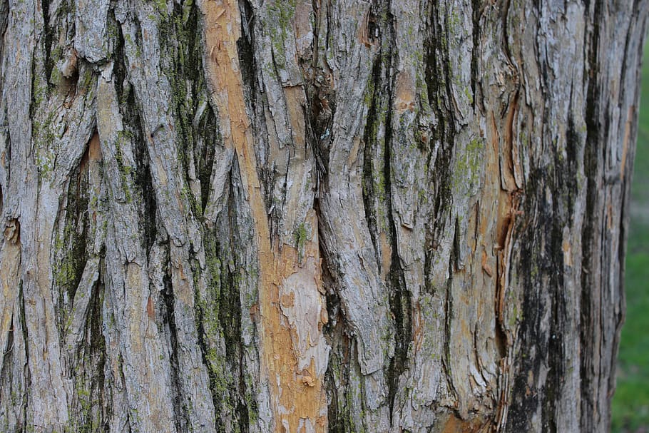 bark, nature, tree, wood, textured, tree trunk, full frame HD wallpaper