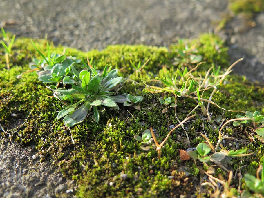 grass, pavement, city, growth, plant, green color, nature, selective focus HD wallpaper