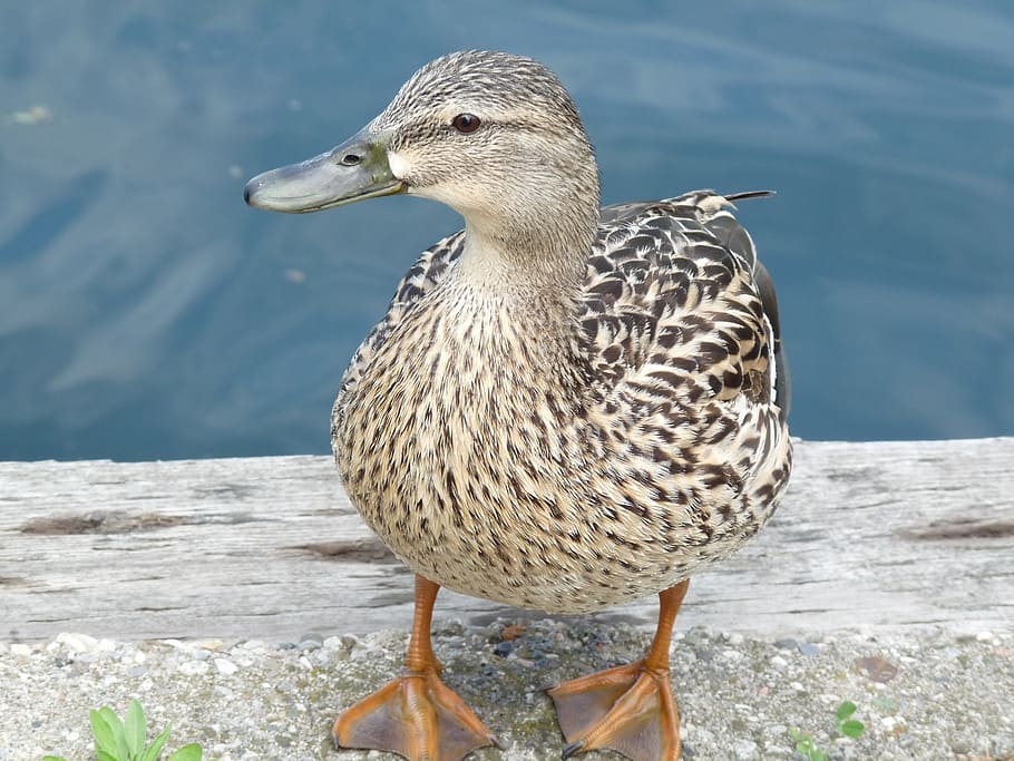 ducks, lake, ave, pond, water, feathers, animal wildlife, bird HD wallpaper