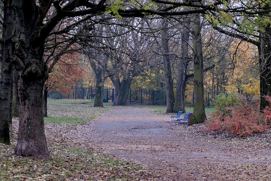 park, fall, tree, allee, plant, autumn, direction, the way forward HD wallpaper