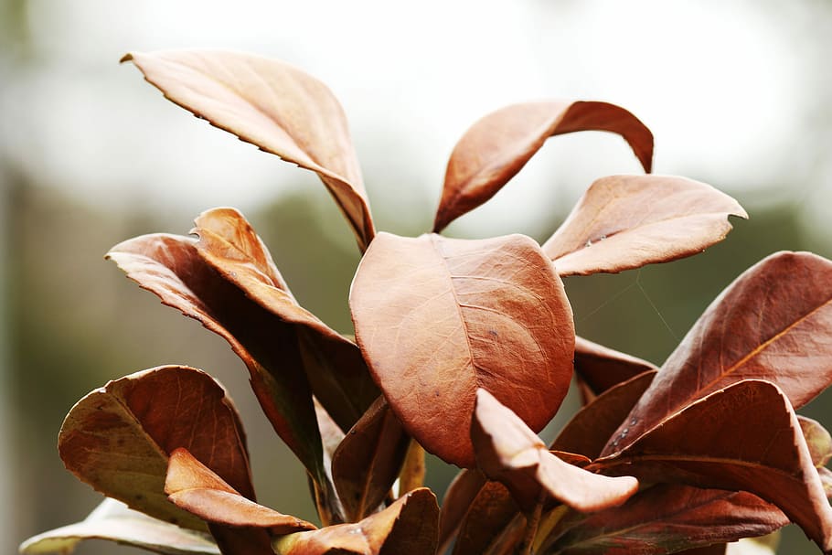 nature, leaf, plant, flora, outdoors, close-up, beauty in nature HD wallpaper