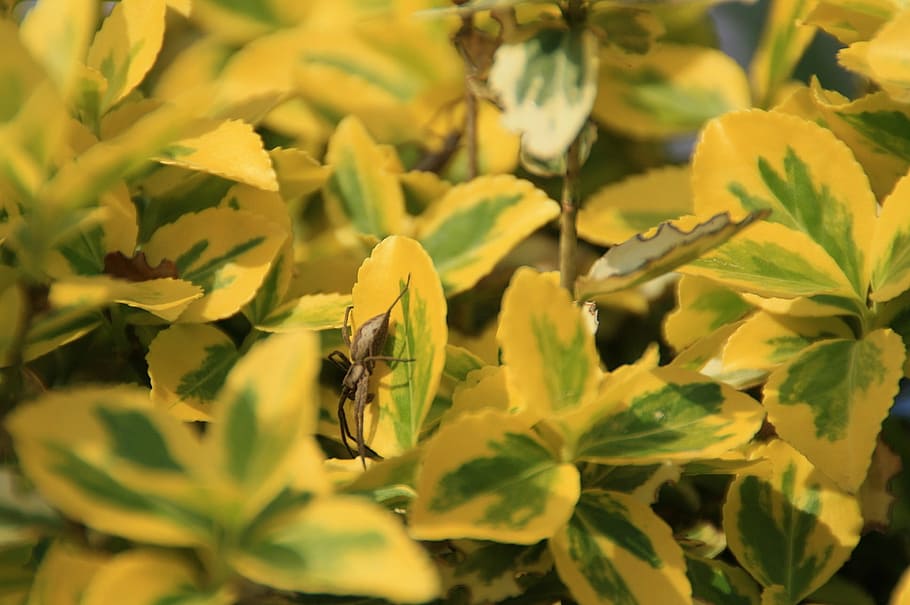 spider, flowers, animals, spin, plant, growth, close-up, animal wildlife HD wallpaper