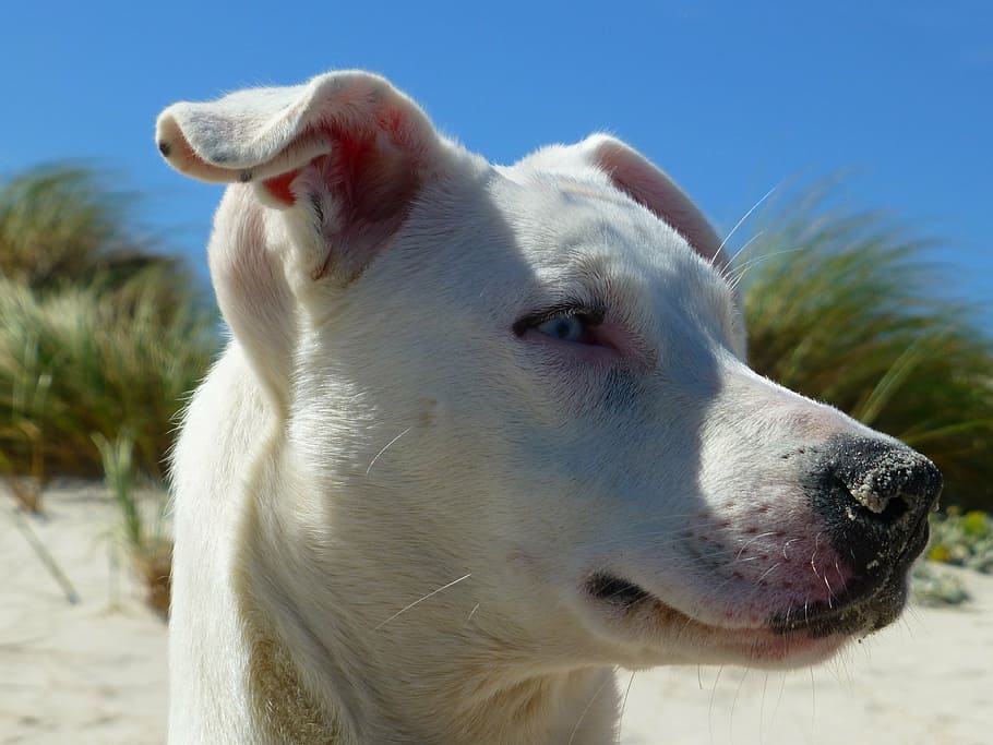 dog, beach, snout, head, pet, coast, one animal, domestic, domestic animals HD wallpaper
