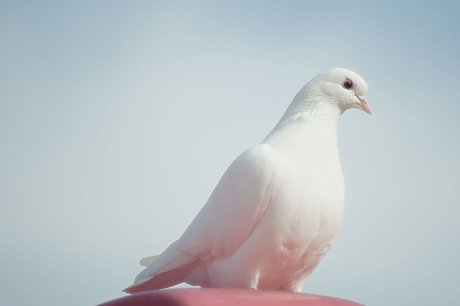 photography of white pigeon, animals, birds, dove, pure, animal themes, HD wallpaper