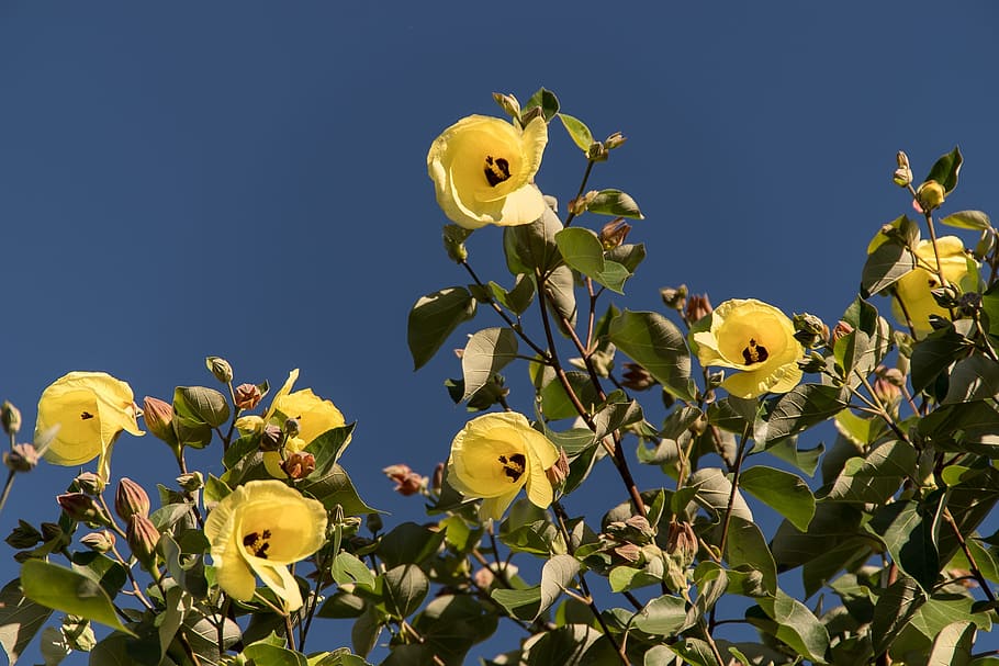 Cotton flower 1080P, 2K, 4K, 5K HD wallpapers free download | Wallpaper