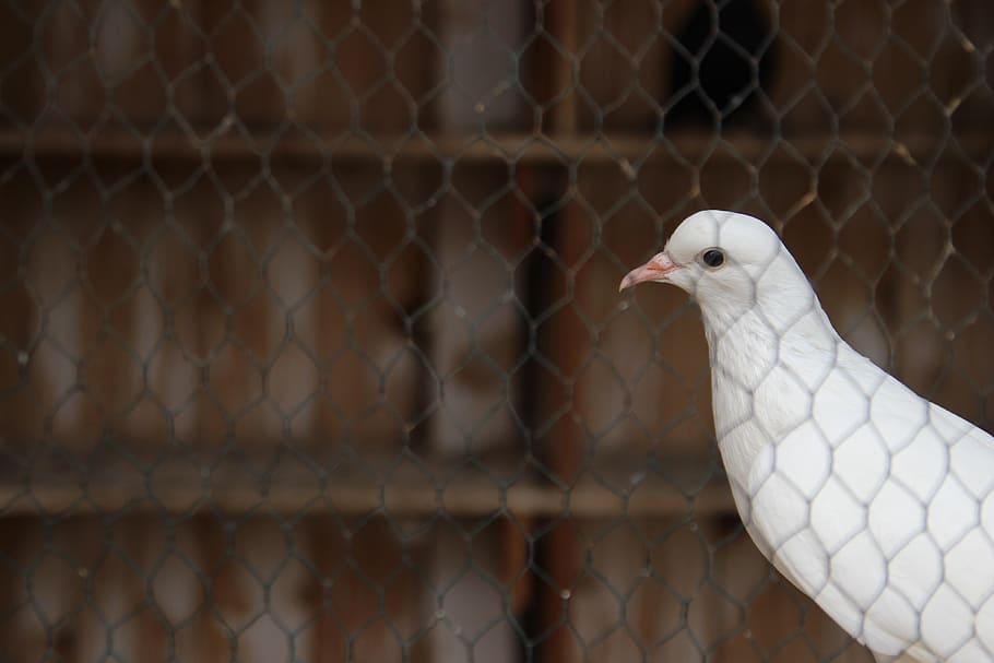 pigeon, behind, bars, white, animal, bird, nature, dove, wing HD wallpaper