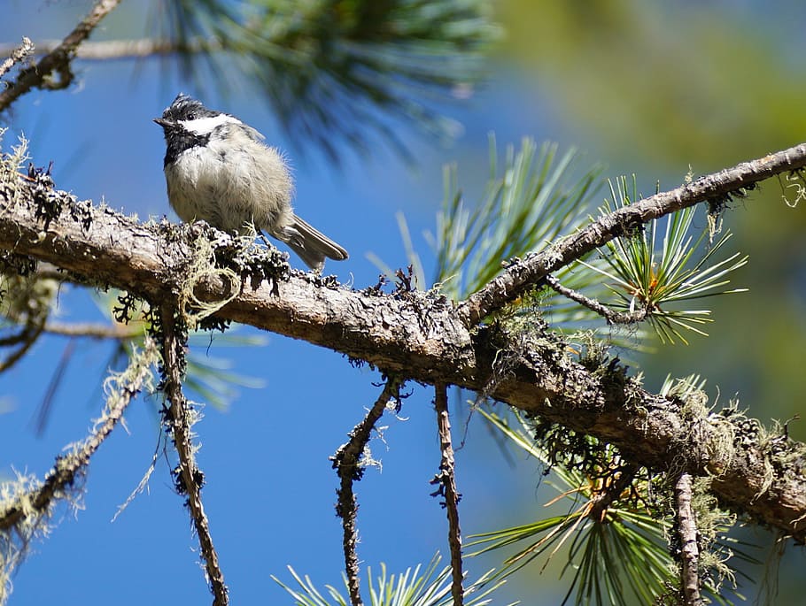 tit, tree, bird, young, animal, forest, nature, cute, plumage HD wallpaper