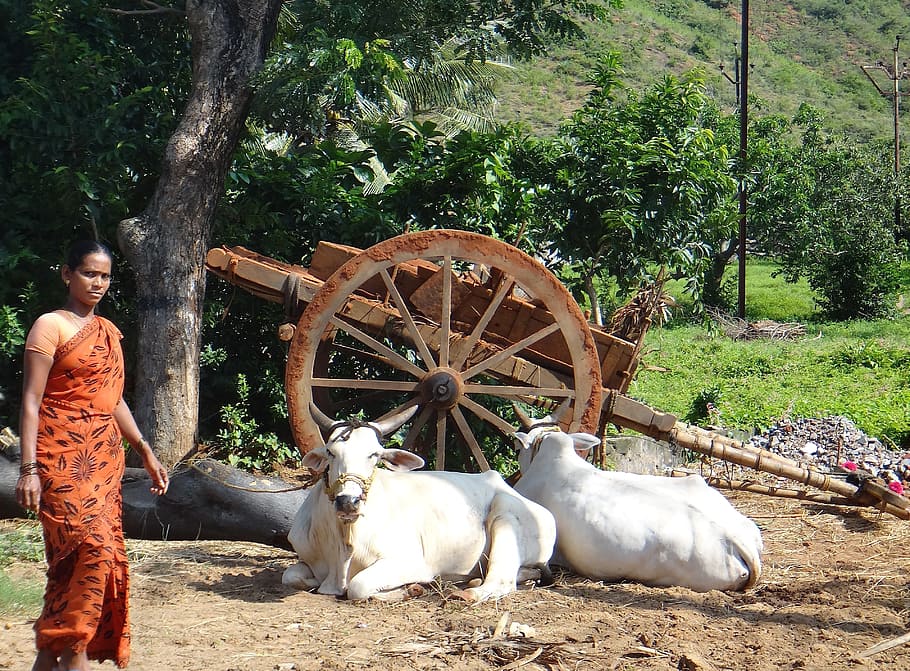 Woman, Cows, Cattle, India, Wagon, Rural, bull, bullock, people