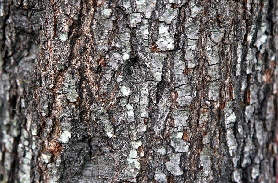 background, bark, wood, brown, gray, nature, trunk, tree trunk HD wallpaper