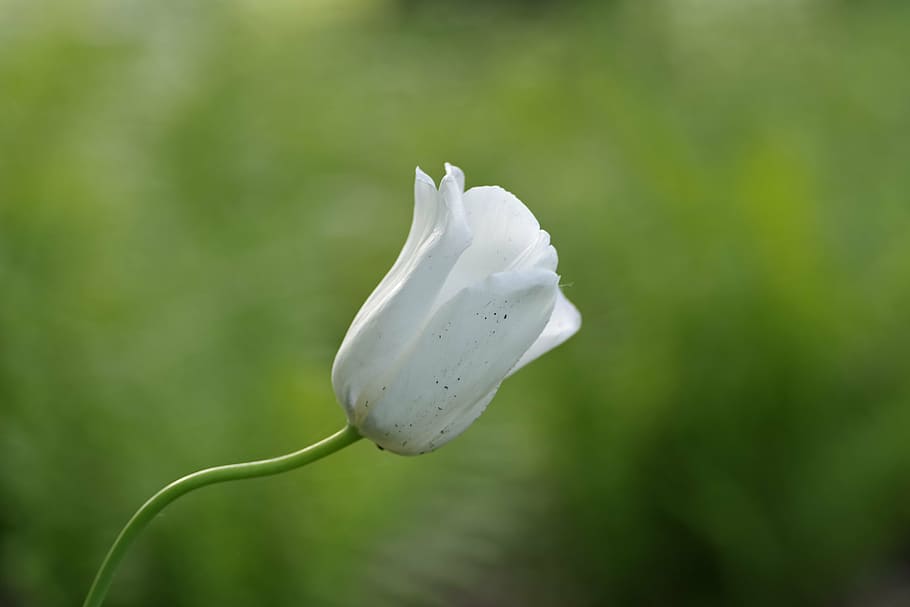 flower, white, tulip, single, garden, gentle, spring, nature HD wallpaper