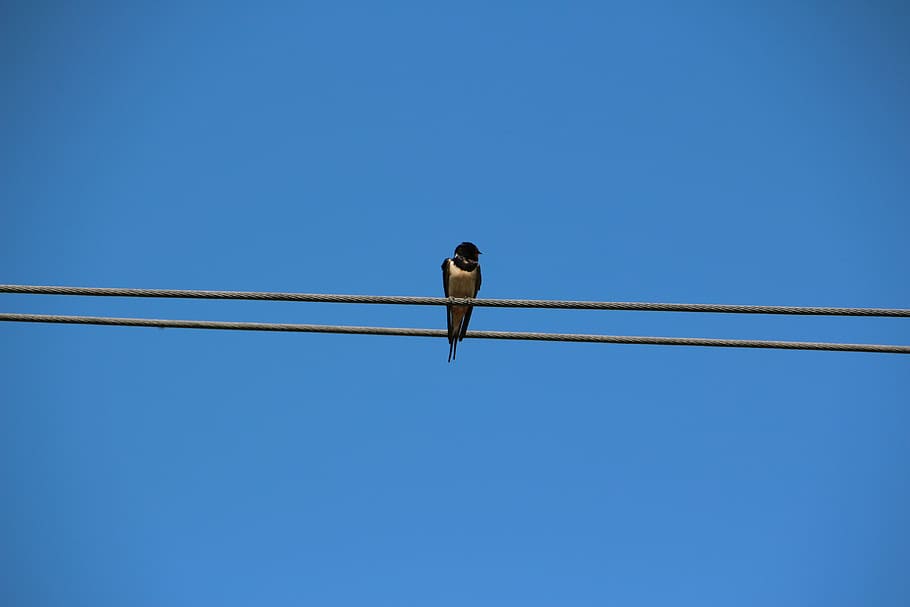 bird, schwalbe, sky, nature, lines, blue, barn swallow, spring HD wallpaper