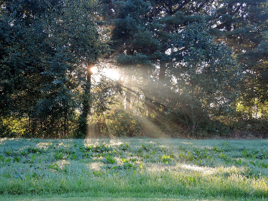Sun Rays, Trees, Forest, Nature, sunlight, leaves, meadow, grass HD wallpaper