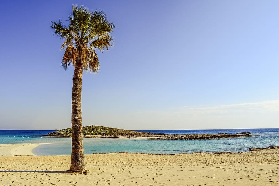 green palm tree near ocean water under blue sunny sky, seashore