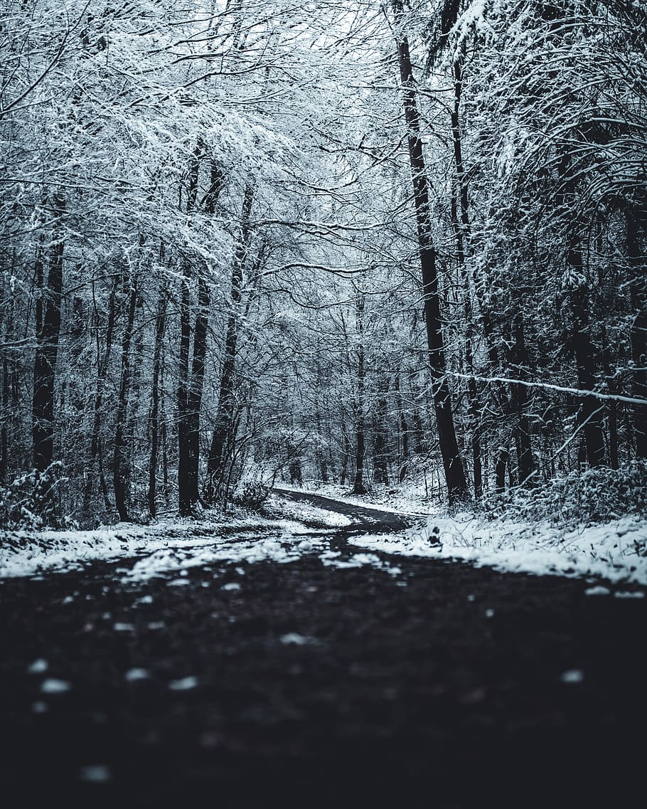 black pathway between bare trees covered with snow at daytime, snow filled bare trees HD wallpaper