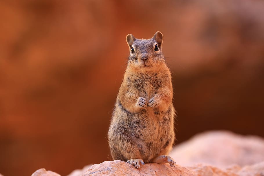 shallow focus photography of brown squirrel, chipmunk, nature HD wallpaper