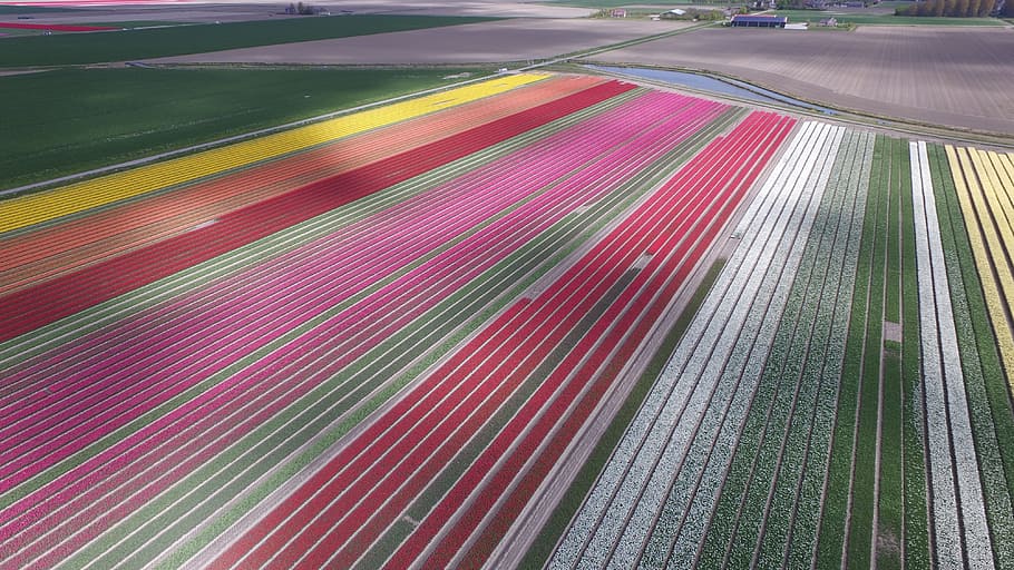bulbs, bulb fields, netherlands, spring, bulb netherlands, flower HD wallpaper