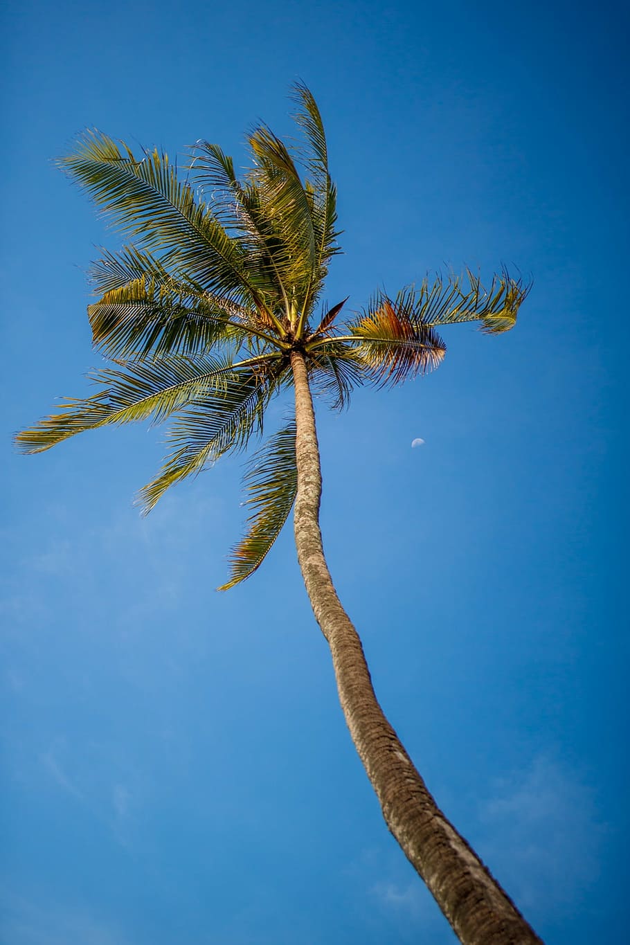 coconut, tree, sky, blue, tall, tropical, palm tree, nature HD wallpaper