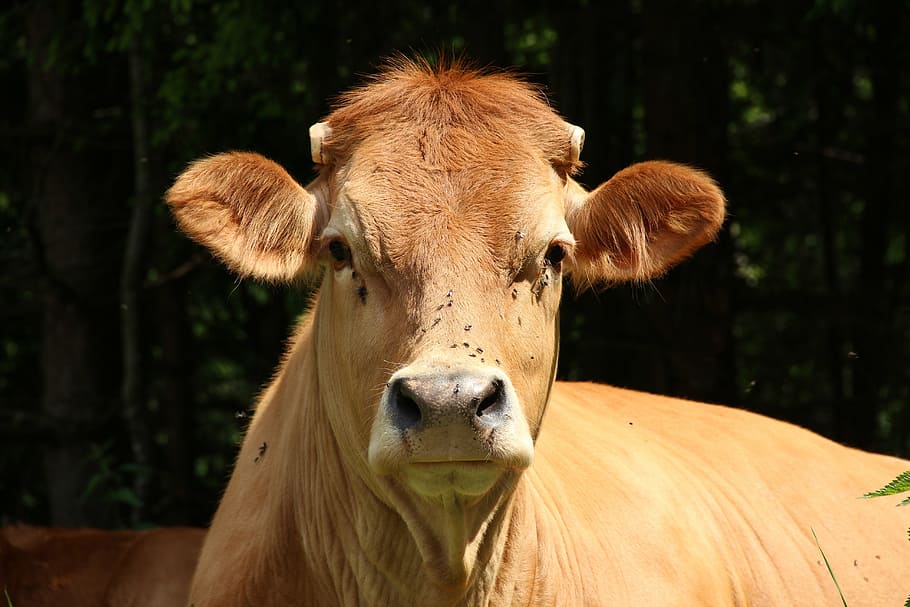 cows, snout, beef, foot, pasture, ruminant, wildlife photography HD wallpaper