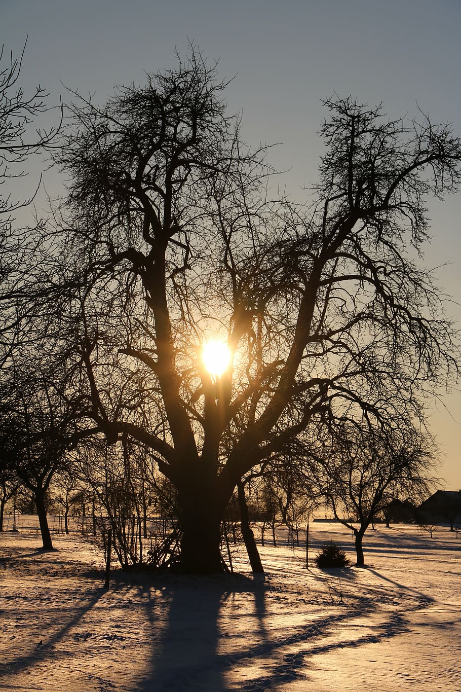 pear, tree, sun, abendstimmung, snow, sky, sunlight, plant HD wallpaper