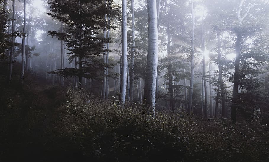 forest with fogs and sun beam light, trees, nature, woodland HD wallpaper