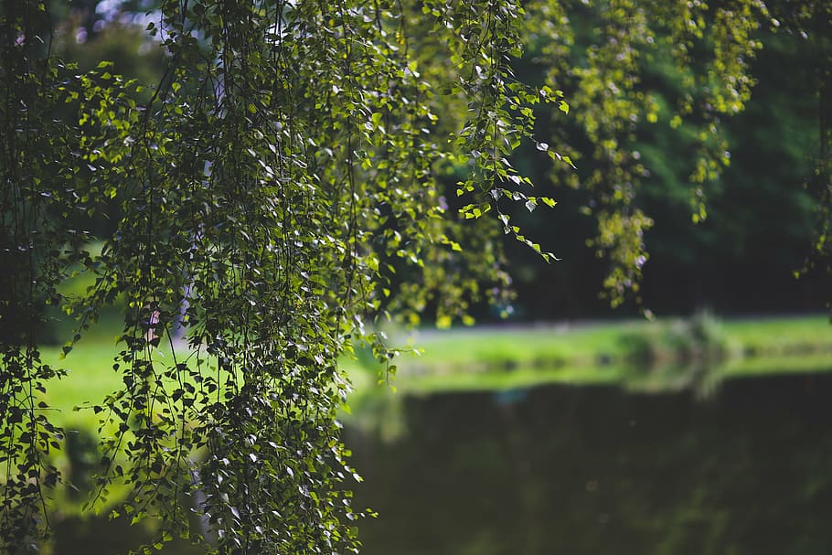 birch, tree, green, leaf, leaves, background, plant, growth HD wallpaper
