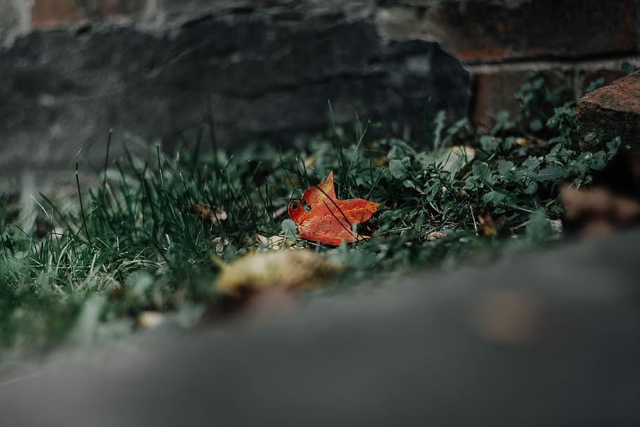 close up photo of green grass field, brown dried leaf on green lawn HD wallpaper